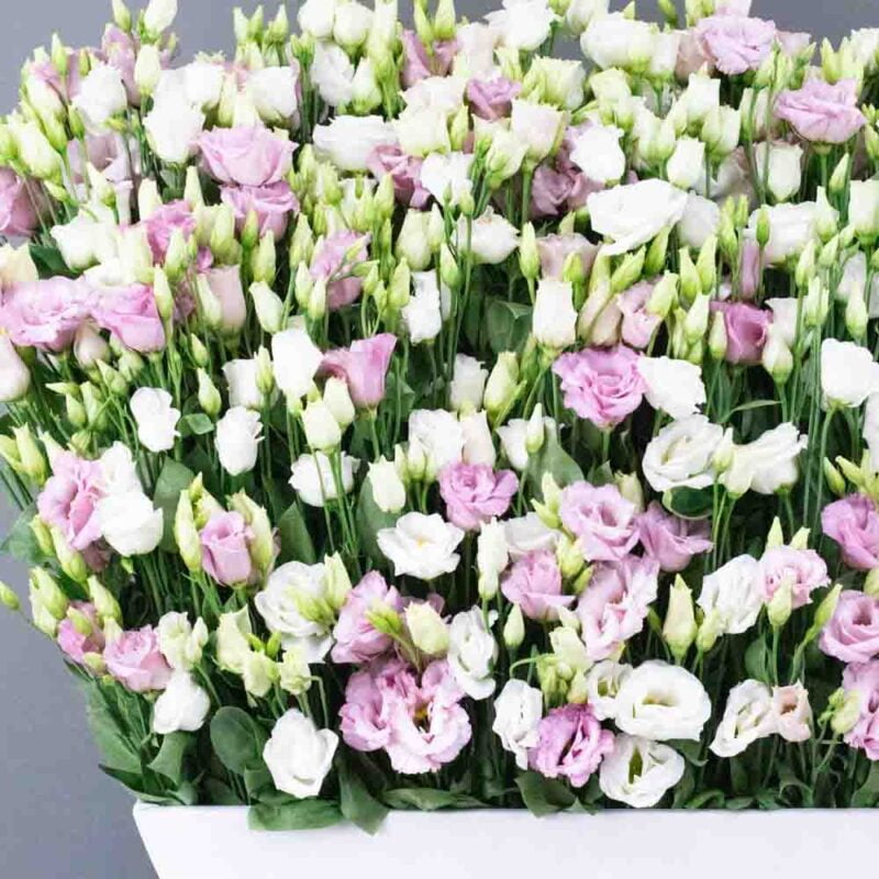 Nature Thrills Florals - Image 2