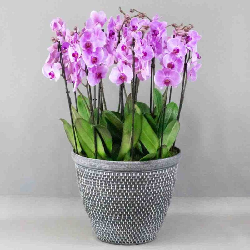 Clara sweep Pink