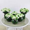 Lycyantus white flower setup