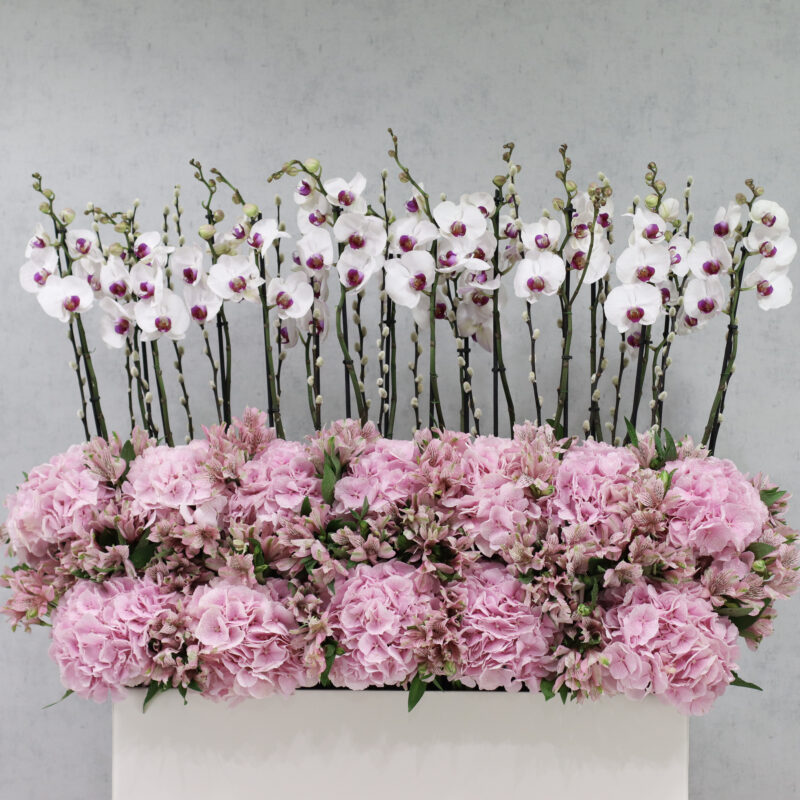 Radiant Beauty XL - Image 2