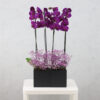 Purple Fantasy