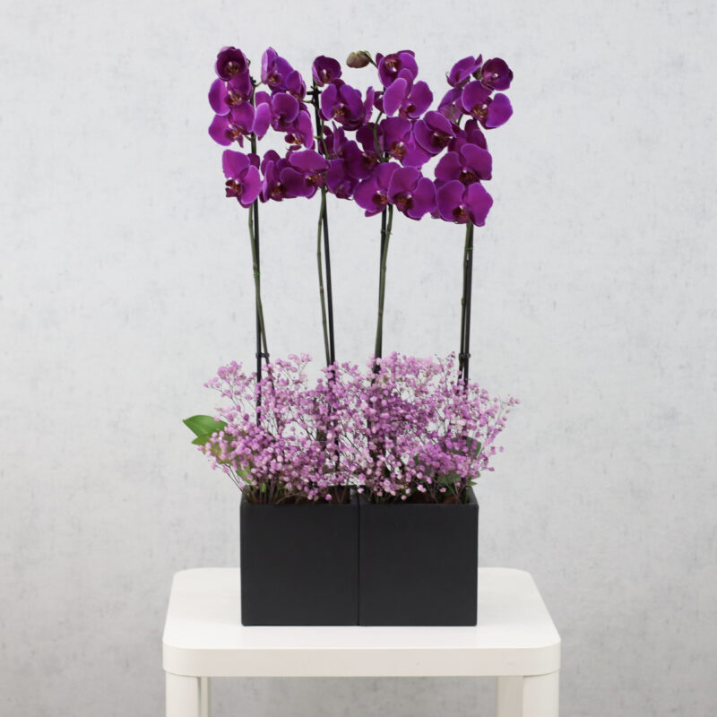 Purple Fantasy