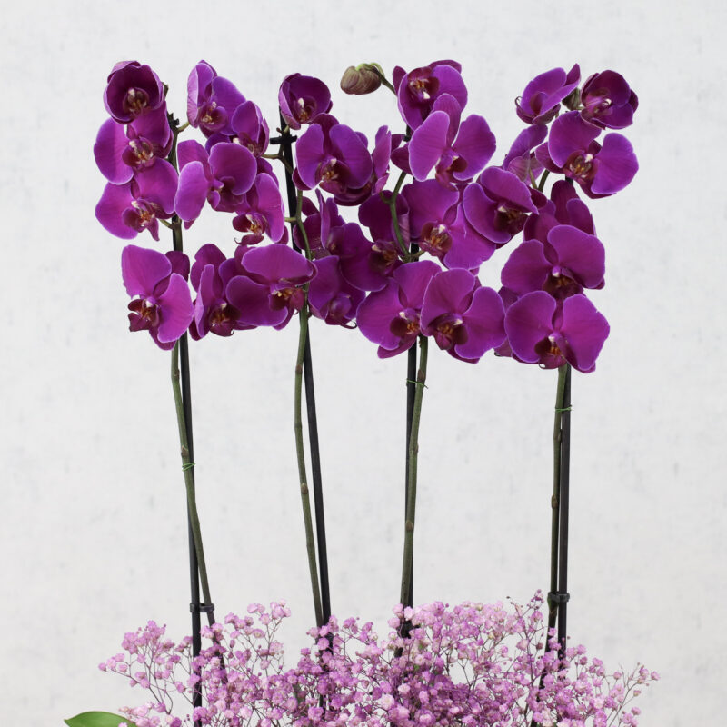 Purple Fantasy - Image 2