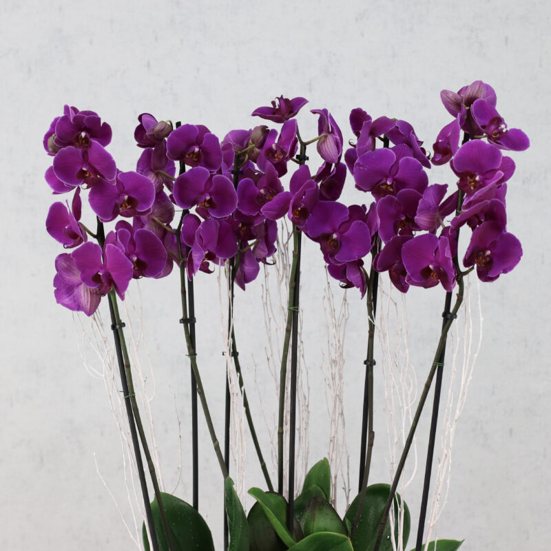 Purple Flame - Image 3