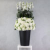 Crystal Curiosity White XL