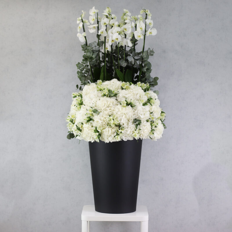 Crystal Curiosity White XL