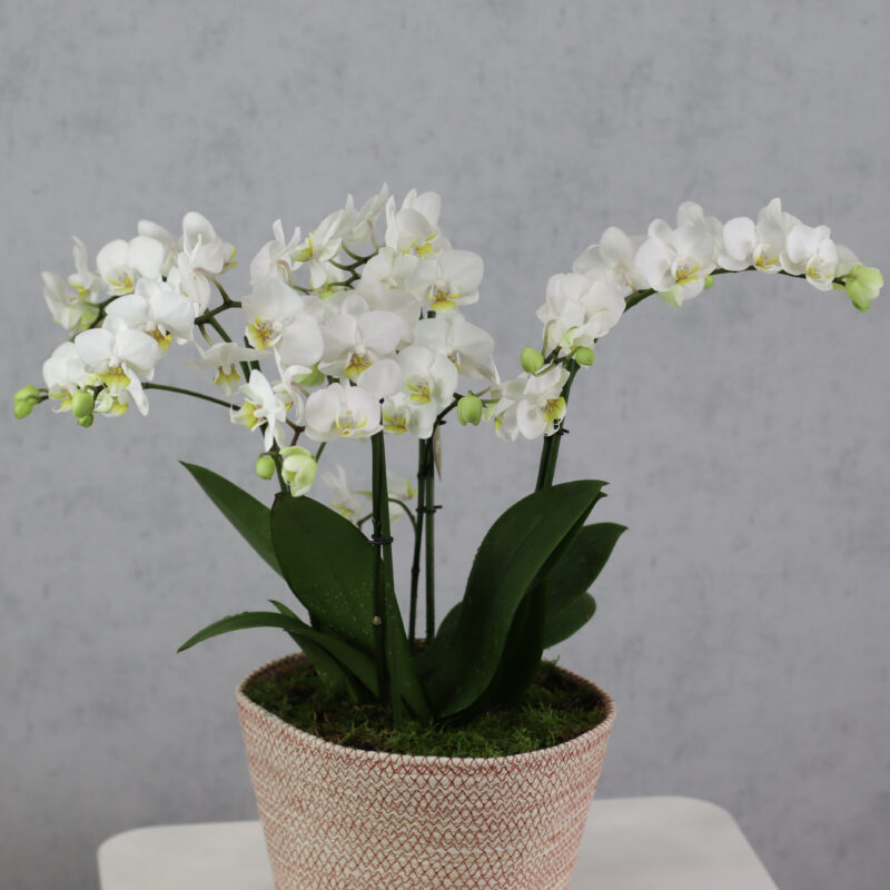 Mini White - Image 2