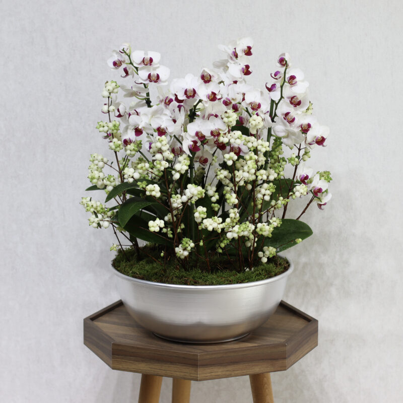 Snow Blooms
