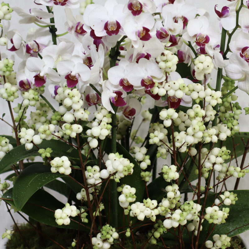 Snow Blooms - Image 2