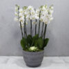 White Flame