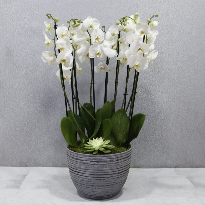White Flame