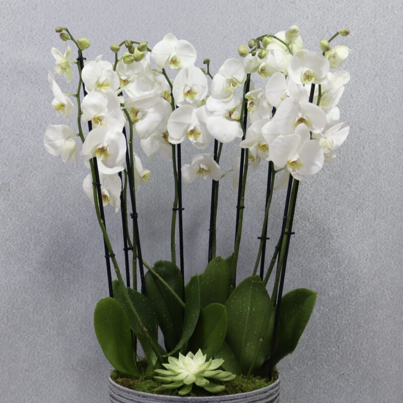 White Flame - Image 2