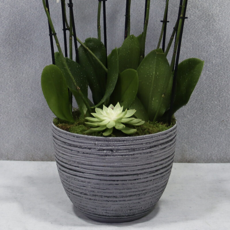 White Flame - Image 3