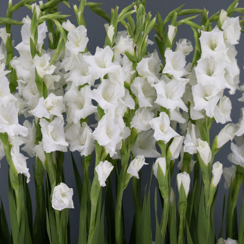 Nature Thrills Florals 2 - Image 2