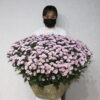 Blooming Chrysanthemum