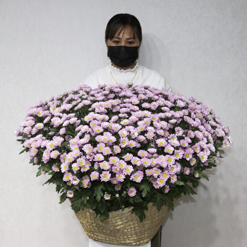 Blooming Chrysanthemum