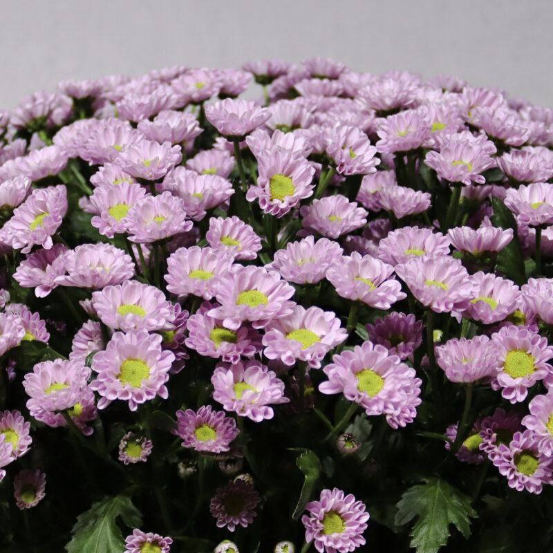 Blooming Chrysanthemum - Image 2