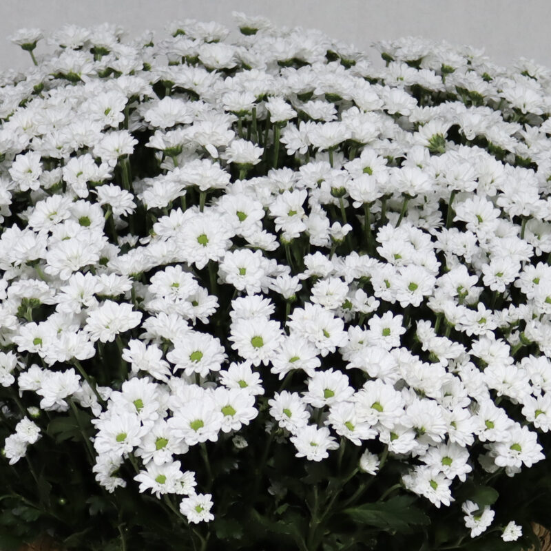 Blooming Chrysanthemum White - Image 2
