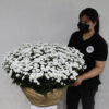 Blooming Chrysanthemum White