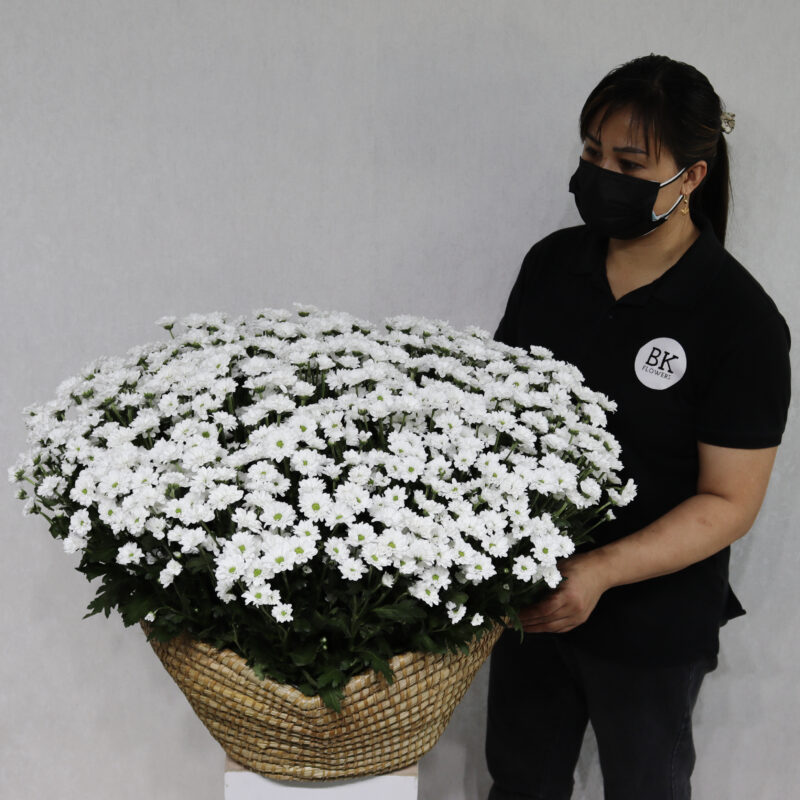 Blooming Chrysanthemum White
