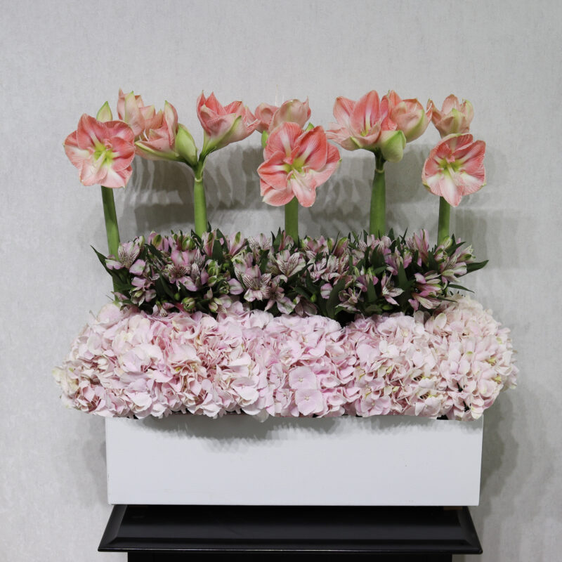 Amaryllis Haven