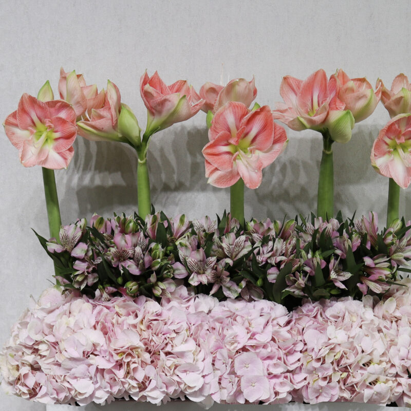 Amaryllis Haven - Image 2