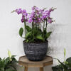 Snow Blooms 3
