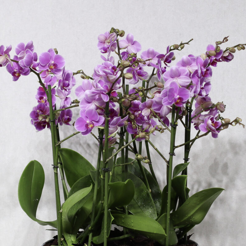 Snow Blooms 3 - Image 2