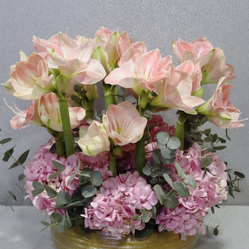 Amaryllis Haven 2 - Image 2