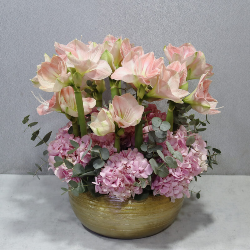 Amaryllis Haven 2