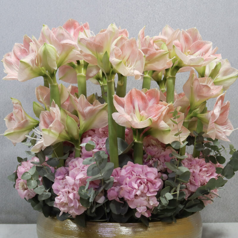 Amaryllis Haven XL - Image 2