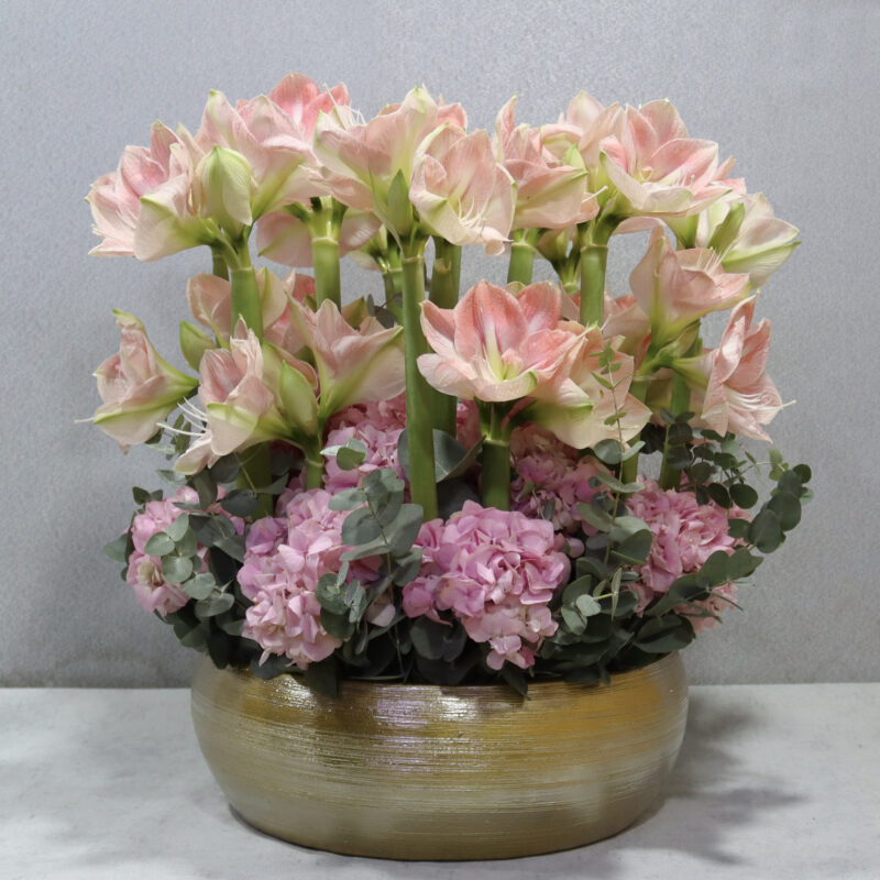 Amaryllis Haven XL