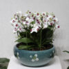 Snow Blooms 4
