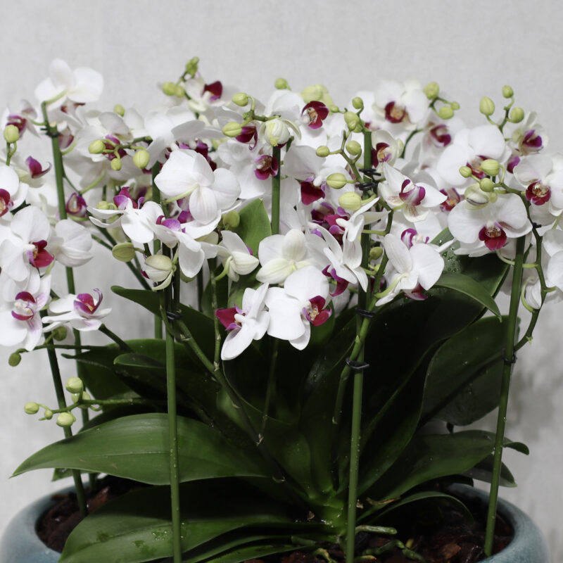 Snow Blooms 4 - Image 2