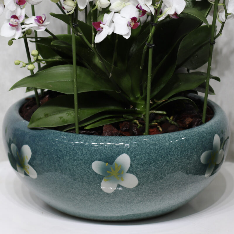 Snow Blooms 4 - Image 3