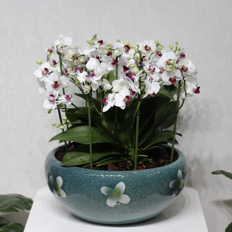 Snow Blooms 4