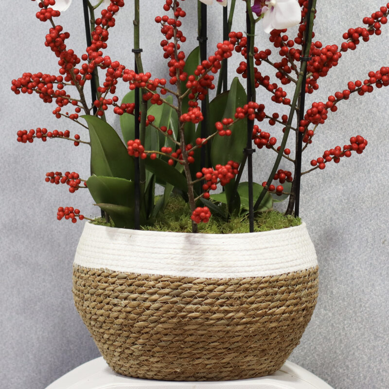 Fiery Red - Image 3