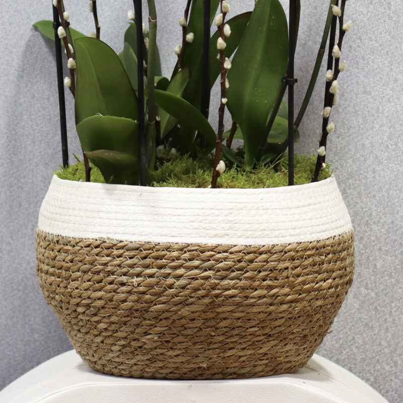 Spring Vibes - Image 3