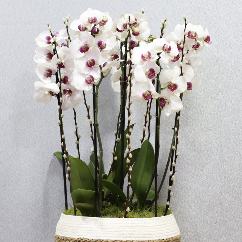 Spring Vibes - Image 2