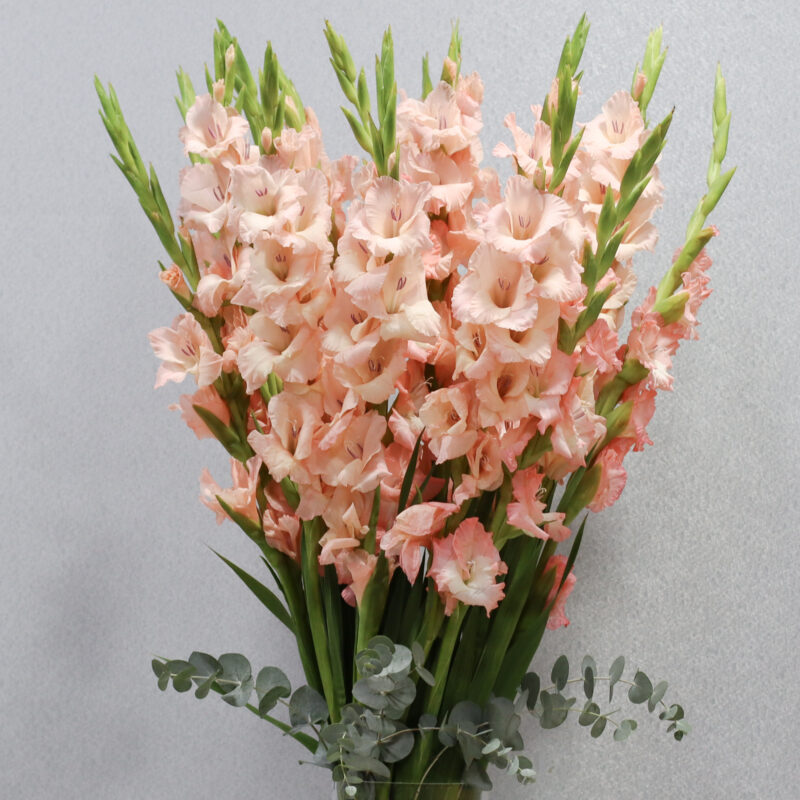 Blooming Gladiolus - Image 2