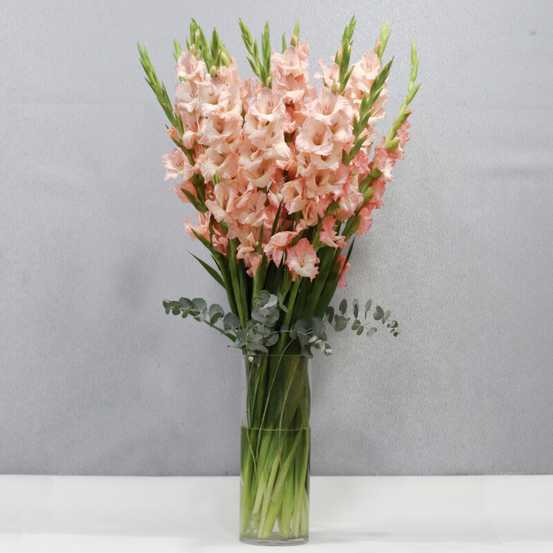 Blooming Gladiolus