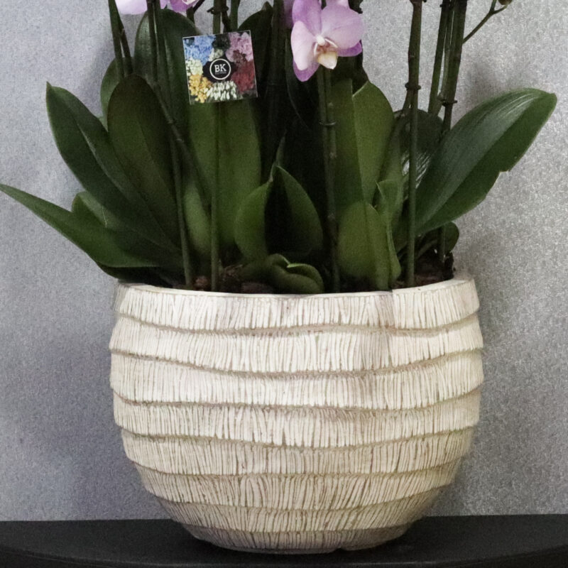Mini Blooms - Image 3