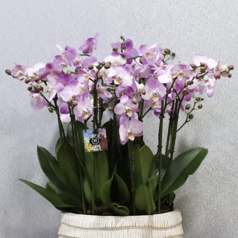 Mini Blooms - Image 2