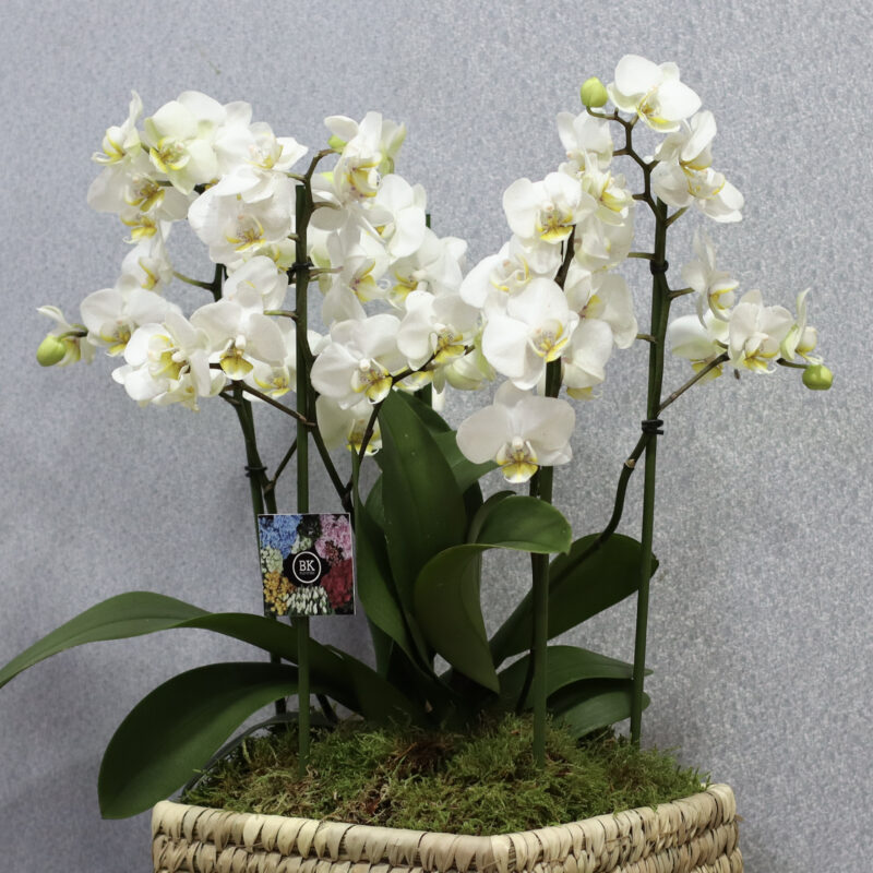 Ava - Image 2