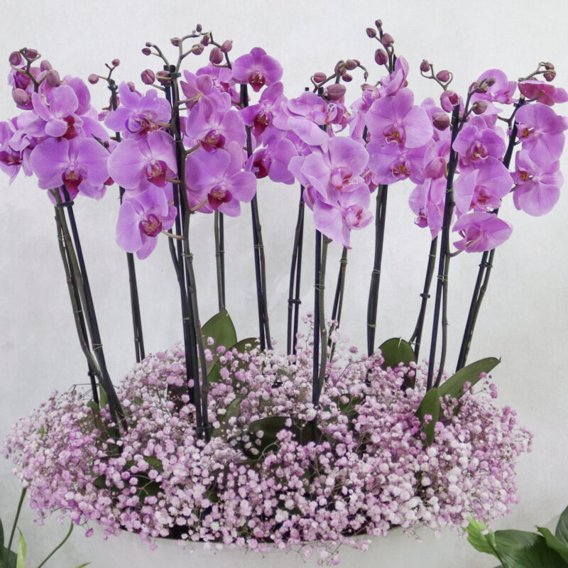 Alluring Blooms - Image 2