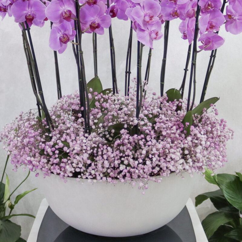Alluring Blooms - Image 3
