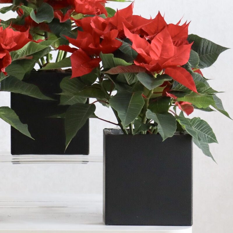 Poinsettia Blooms - Image 3