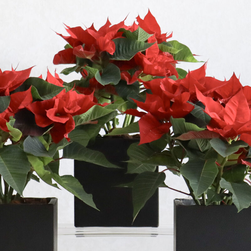 Poinsettia Blooms - Image 2