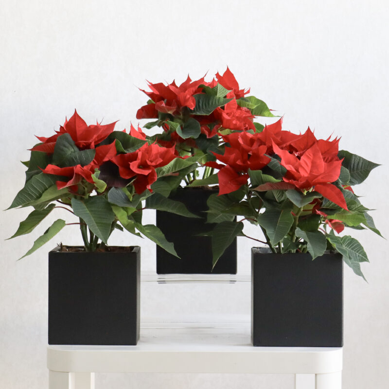 Poinsettia Blooms