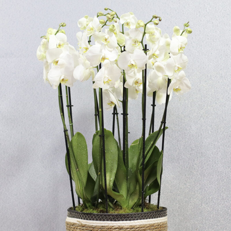 Fiery White - Image 2